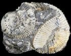 Wide Kosmoceras Ammonite - England #42638-1